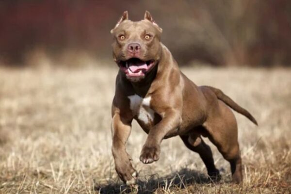 Niño de 4 años muere tras ser atacado por un pitbull en Argentina
