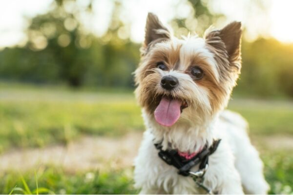Descubren que los perros procesan sonidos de manera similar a los humanos