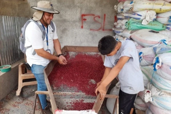 El ciclo de primera de la cosecha de frijol rojo suma 617 mil quintales hasta septiembre
