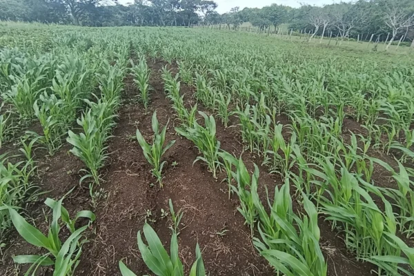 Avanza con éxito la siembra de sorgo blanco durante el ciclo de postrera