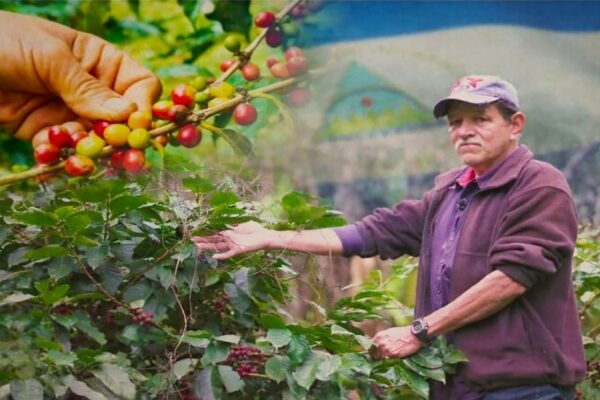 Nicaragua, el paradigma del café